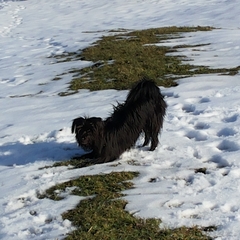 Hundetreffen 2014 im Allgäu (17)